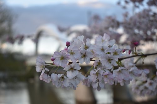 flowers bridge  lyon  raymond barre