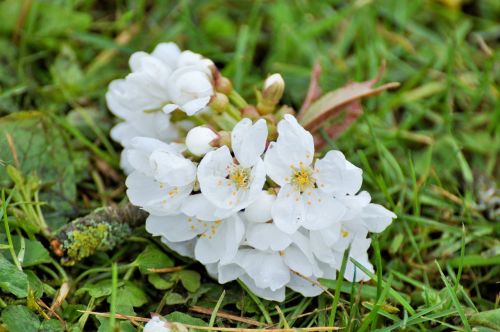 flowers cherry flowers white flowers