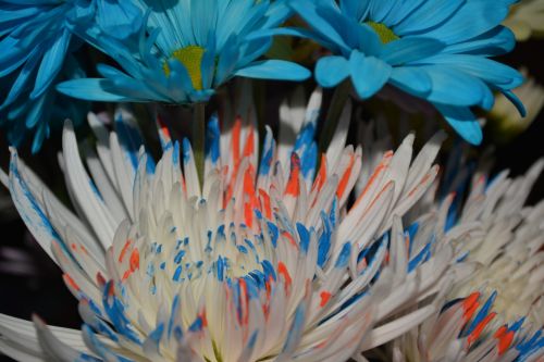 Flowers Daisy Blue Flora Love