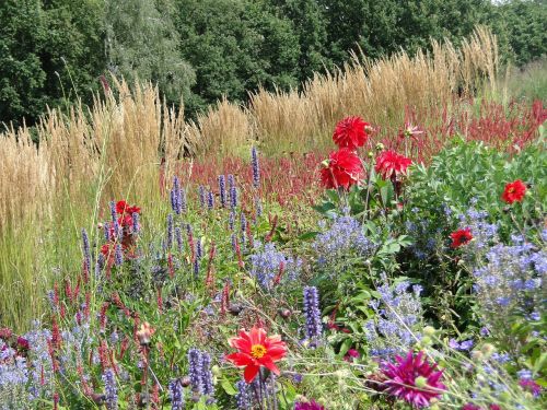 flowers field sundry flower