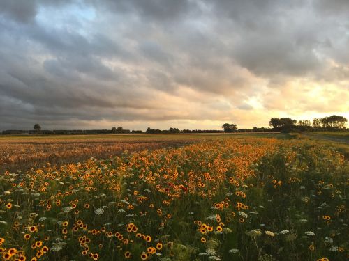 flowers field summer zealand