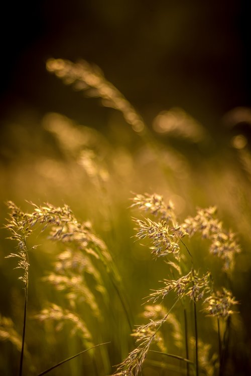 flowers field grass  grass  meadow