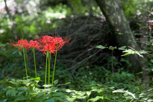 flowers for xishan lycoris squamigera