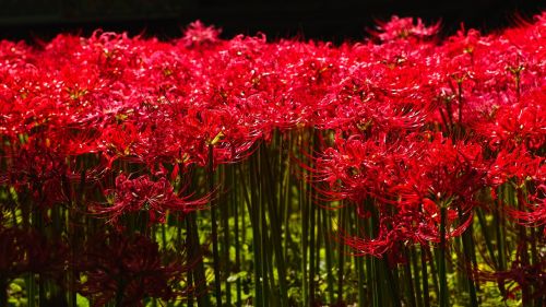 flowers for lycoris squamigera red flower
