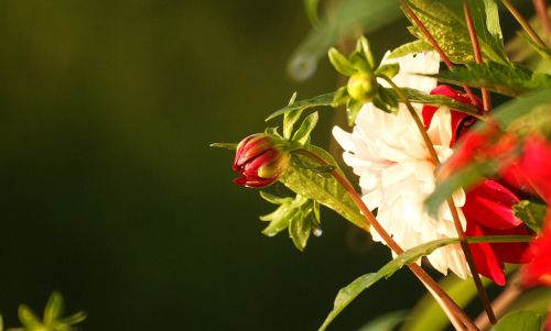 flowers garden nature flora