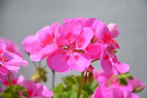 flowers geranium pink balcony jardiniere