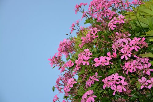 flowers geranium simple pink nature