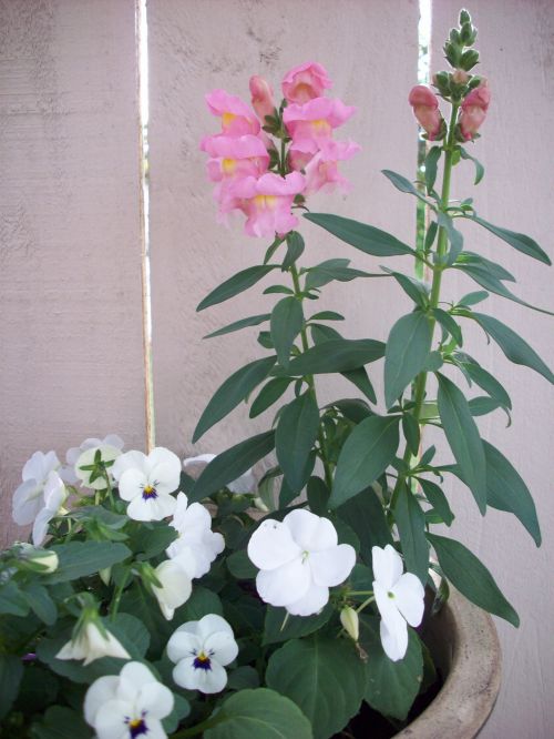 Flowers Growing In Pot