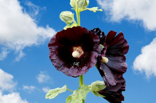 Flowers, Hollyhocks, Blue Sky