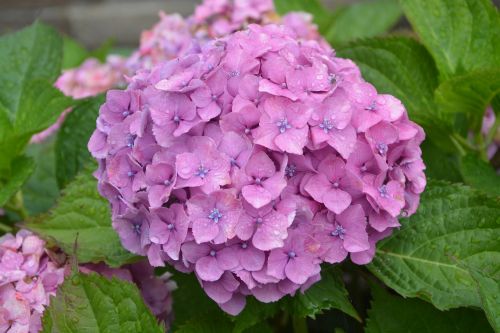 flowers hydrangea flowers nature