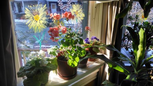 Flowers In A Window