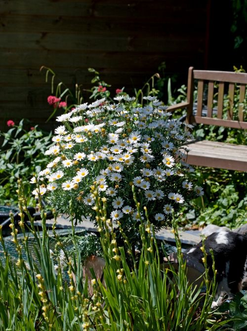 Flowers In Garden