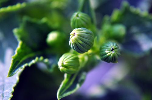 Flowers In Making 4