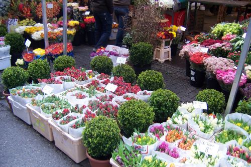 Flowers In Netherlands