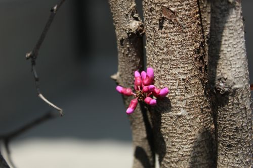 flowers in spring branch rose red