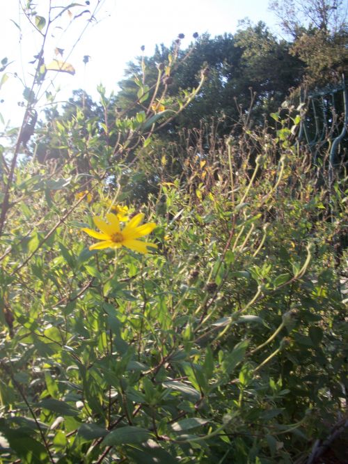 Flowers In Summer