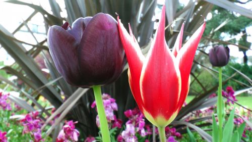 Flowers In The Park