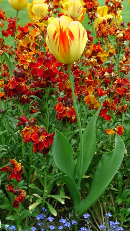 Flowers In The Park