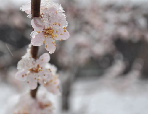 Flowers In The Snow