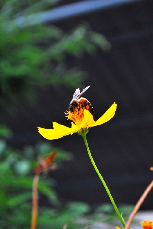 flowers insects cosmos flowers