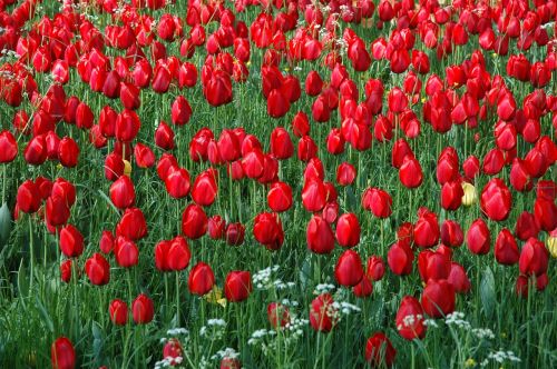 flowers island mainau sea of flowers tulip field