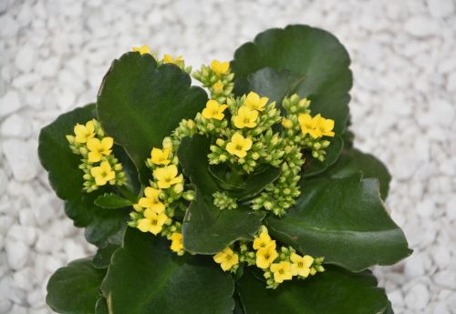 flowers kalanchoe yellow plant green leaves