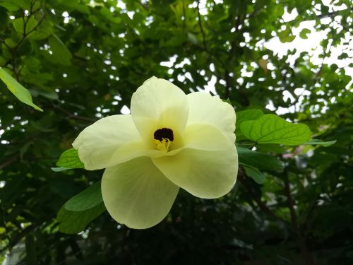 flowers kalong flowers yellow