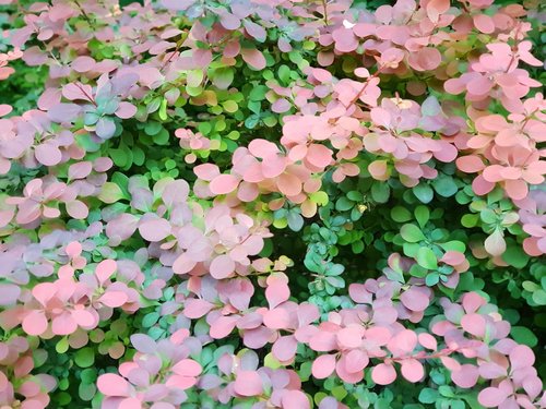 flowers leaf  nature  plant