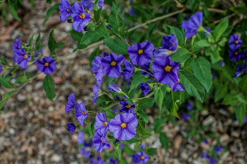 flowers leaves  ornamental trees  the garden