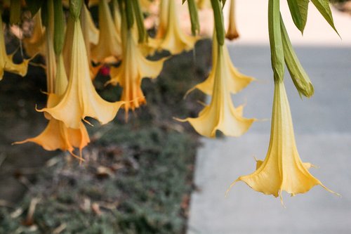 flowers leaves  ornamental trees  the garden