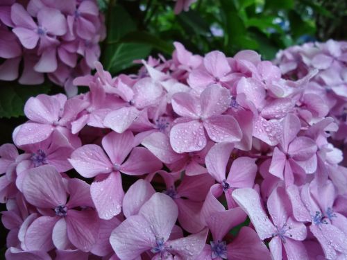 flowers lilac hydrangeas garden