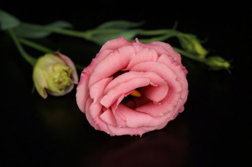 flowers lisianthus pink flowers