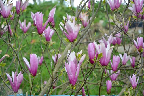 flowers magnolia  color purple white  nature