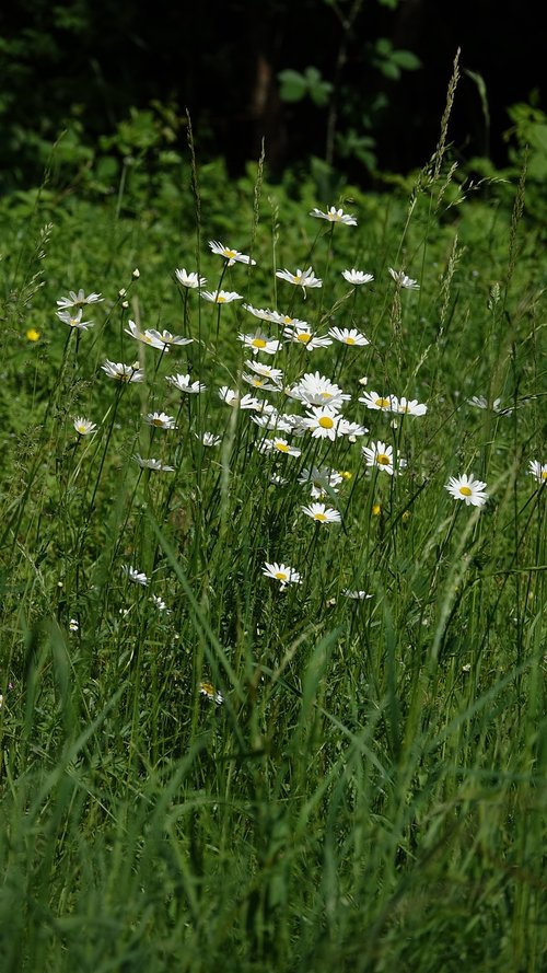 flowers margarita  field