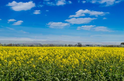 Flowers Meadow And Blue Sky