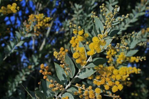 Flowers Of Acacia Tree