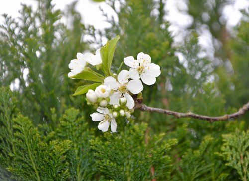 flowers of apple tree  shrub tree  white