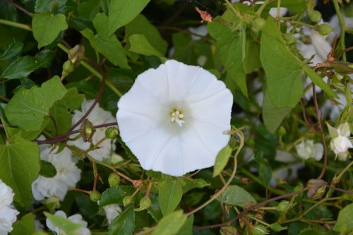 flowers of bindweed white flower wild