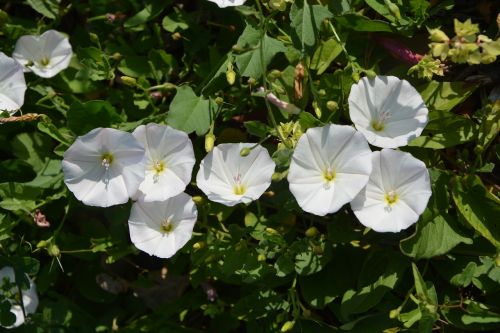 flowers of bindweed white flowers wild