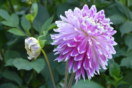 flowers of massive dahlia button