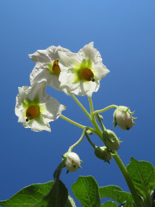 flowers of potato  white flowers  celo