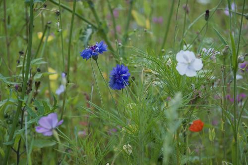 flowers of the field krupnyj plan plant