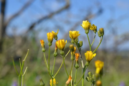 flowers of the field  flower  yellow