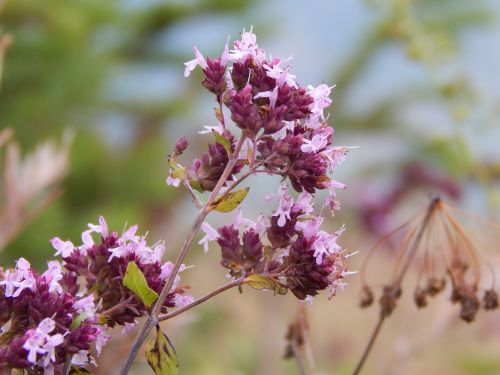 flowers of the field marjoram macro