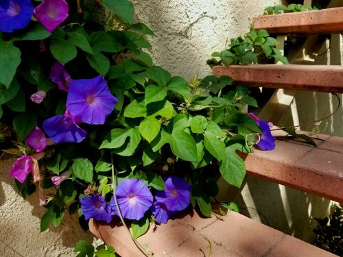 Flowers On Stairs