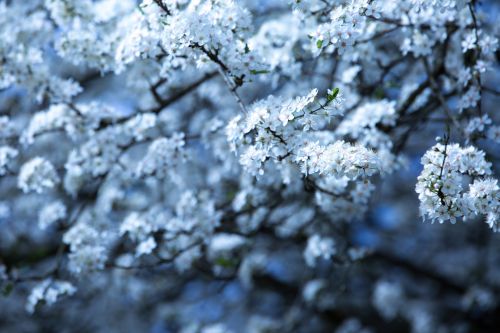 Flowers On The Branch