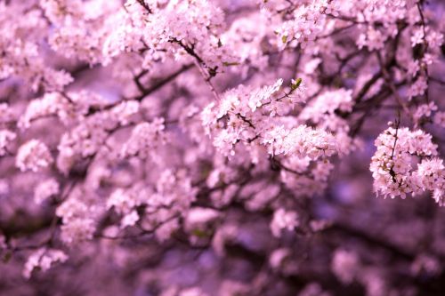 Flowers On The Branch