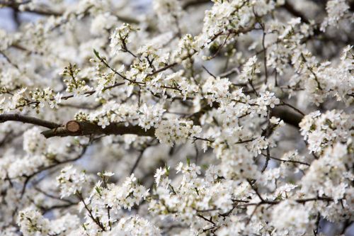 Flowers On The Branch