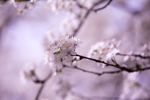 Flowers On The Branch