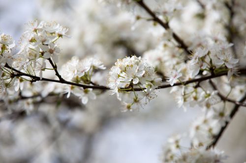 Flowers On The Branch